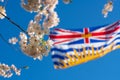 Flag of British Columbia and cherry blossoms in full bloom. Royalty Free Stock Photo
