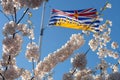 Flag of British Columbia and cherry blossoms in full bloom. Royalty Free Stock Photo