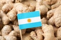 Flag of Indonesia on ginger. Growing ginger, agriculture concept