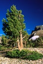 Flag and mat trees at timberline on Wheeler Peak, Great Basin National Park Royalty Free Stock Photo