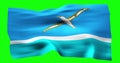 Flag of Midway Islands realistic waving on green screen. Seamless loop animation with high quality