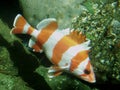 The flag rockfish of Cordell Bank National Marine Sanctuary.