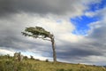 Flag tree in Argentina PAtagonia Royalty Free Stock Photo