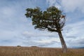 Flag tree shaped by the wind in patagonia Royalty Free Stock Photo