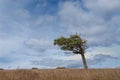 Flag tree shaped by the wind in patagonia Royalty Free Stock Photo