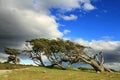 Flag tree in Terra del Fuego Royalty Free Stock Photo