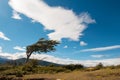 Flag Tree in Tierra del Fuego Argentina Royalty Free Stock Photo