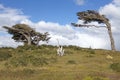 Flag trees in Tierra del Fuego, Patagonia, Argentina Royalty Free Stock Photo