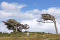 Flag trees in Tierra del Fuego, Patagonia, Argentina Royalty Free Stock Photo