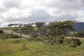 Flag trees in Tierra del Fuego, Patagonia, Argentina Royalty Free Stock Photo