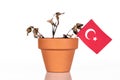 Flag of turkey in a flowerpot with drought flower