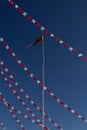 A flagpole with the flag of the Divine Eternal Father.