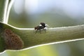 Flagrant crossing of flies on tree