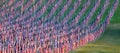 Flags in the Healing Fields for 9/11