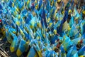 Flags of Ukraine placed on the Maidan in Kyiv in memory of the fallen defenders of Ukraine