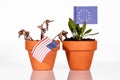 Flags of of usa and EU in a flowerpot with drought flower