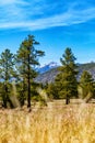 Flagstaff Arizona Park in Woods - Vertical Royalty Free Stock Photo