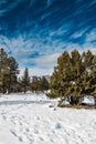 Flagstaff Arizona winter park mountain snow forest Royalty Free Stock Photo