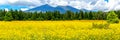 Flagstaff Flower Field Panorama Royalty Free Stock Photo