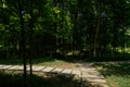 Flagstone pavement in woods on sunny summer day Royalty Free Stock Photo