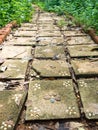 Flagstone walkway with plant Royalty Free Stock Photo