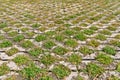 Flagstones with green grasses patern