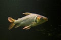 The Flagtail Characin Semaprochilodus taeniurus.