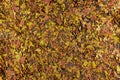 Flake Fishfood Texture Royalty Free Stock Photo
