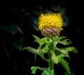 The flake flower appears bright yellow against the dark background.
