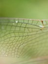 Flakes wings dragonfly