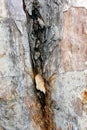 Flaking Bark in Tree Fork
