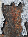 Flaking paint on rusty metallic surface