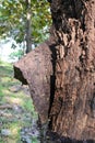 flaky bark of a rotten tree