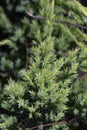 Flaky Juniper Holger Royalty Free Stock Photo