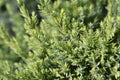 Flaky Juniper Holger Royalty Free Stock Photo