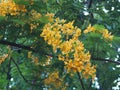 Flam boyant, The Flame Tree, Royal Poinciana Delonix regia Bojer beautiful bouquet yellow flower blooming in garden blurred of Royalty Free Stock Photo