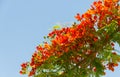 Flam boyant, The Flame Tree, Royal Poinciana flower buds and the Royalty Free Stock Photo