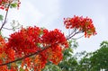 Flam boyant, The Flame Tree, Royal Poinciana flower buds and the flowers bloom beautifully on the tree. Royalty Free Stock Photo