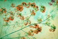 Flam-boyant flower background Royalty Free Stock Photo