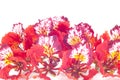 Flam-boyant flower isolated. Royalty Free Stock Photo