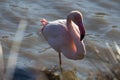 Flamant rose sur une patte