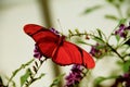 Flambeau banded orange heliconian butterfly