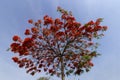 Flamboyant crowned with red flowers, over blue sky Royalty Free Stock Photo