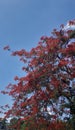 Flamboyan red flower Royalty Free Stock Photo