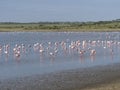 A flamboyance of flamingos