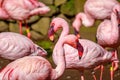 Flamboyance of Flamingos