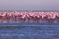 Flamboyance of Flamingos living on the coast of Swakopmund Namibia