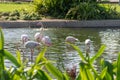 Flamboyance of flamingos in a small pool in the Dubai Safari Park in the Un