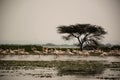 A flamboyance of flamingos in wading in river