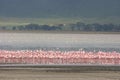 Flamboyance of Lesser Flamingos Phoeniconaias minor against the backdrop of Lake Magadi inside Ngorongoro Crater, Tanzania Royalty Free Stock Photo